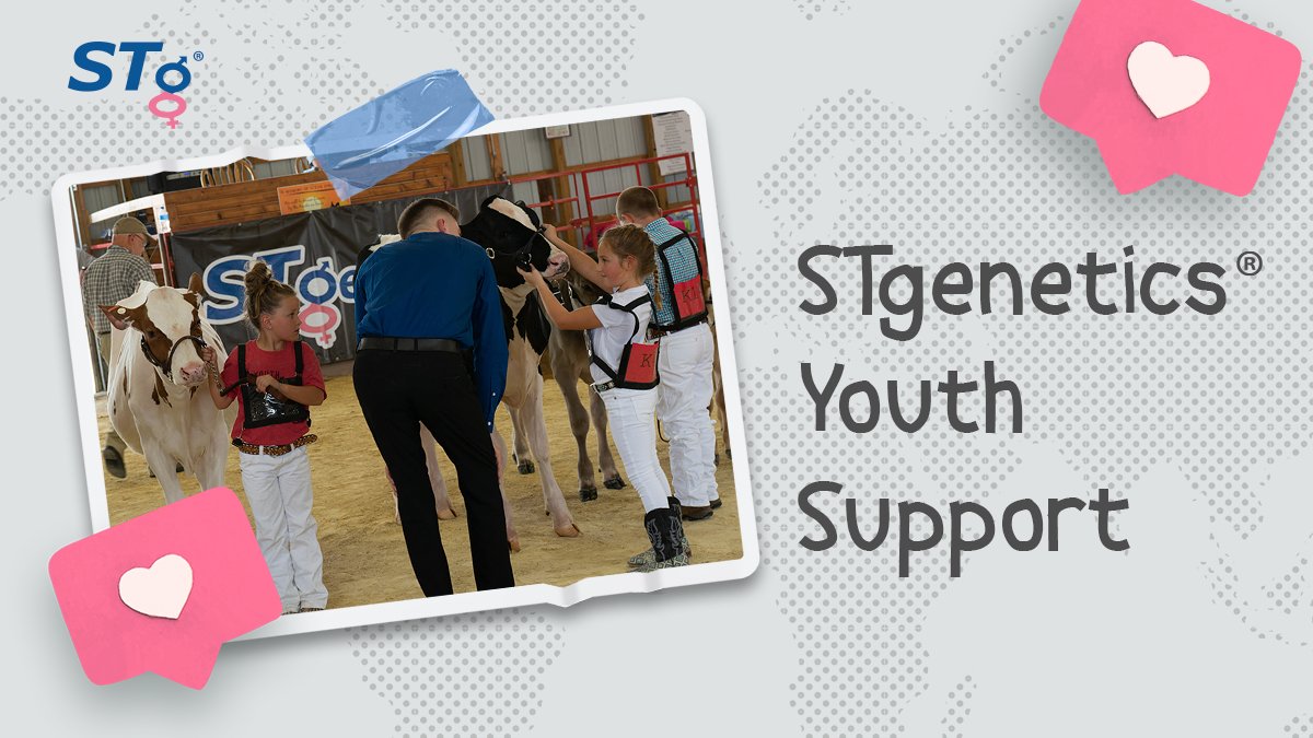 STgenetics's tweet photo. We always say: the best way to predict the future is to create it! That’s why we support our dairy youth! 📸 Check out these young kiddie calf exhibitors at the All-Breeds, Youth Dairy Classic 2021, proudly sponsored by #STgenetics! #DairyKids #CreateTheFuture #KidsWithSTyle https://t.co/gMxv1AhWYA