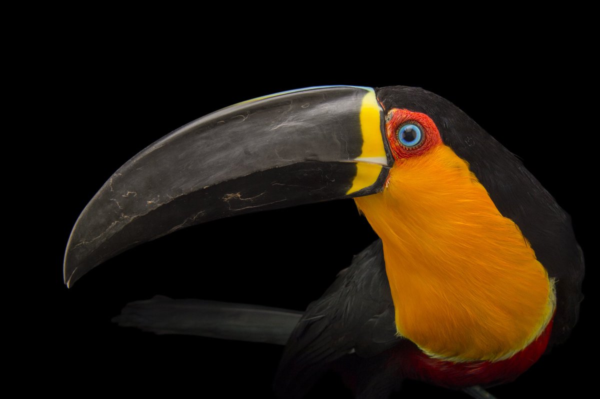 Ariel toucans have the longest bill of any bird in the world in relation to their body size. You’d think a beak nearly 8 inches long would weigh these birds down, but their beaks are actually quite light since they’re made of keratin and have a honeycomb-like structure.