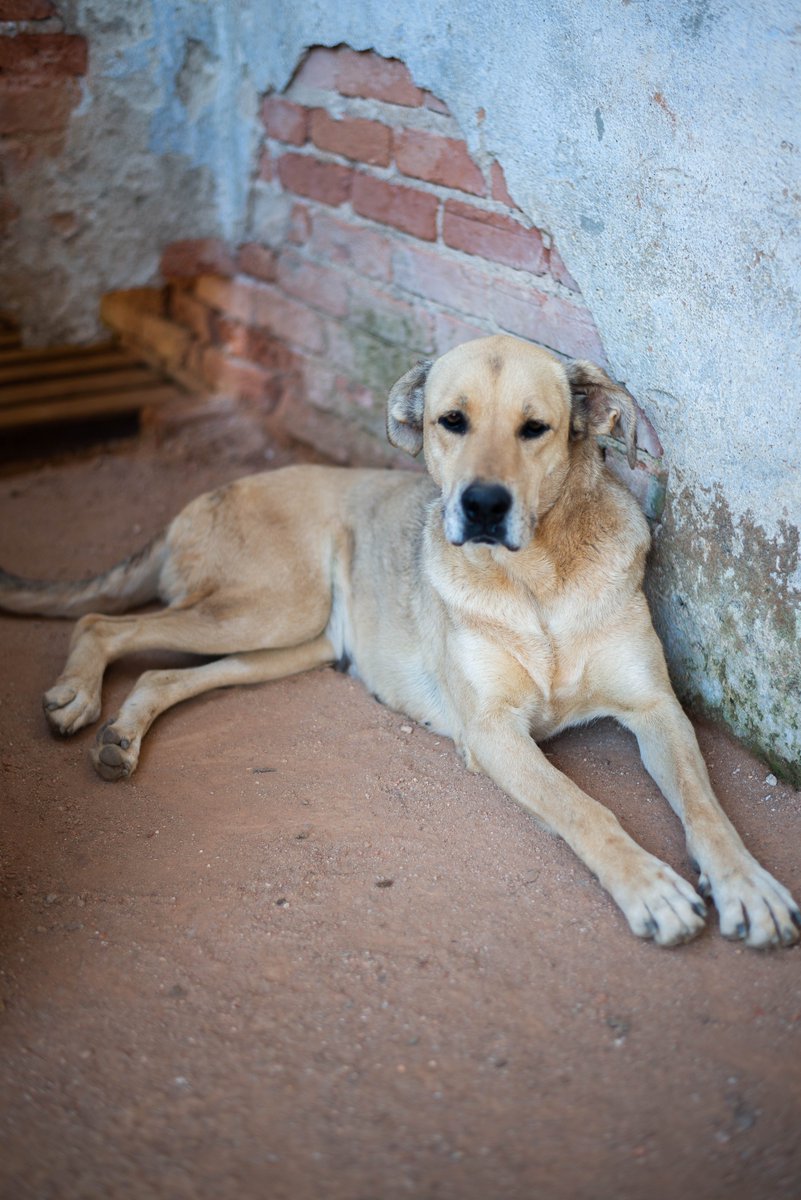 caogonhal's tweet photo. Nala é uma doguinha idosa que só quer saber de uma coisa: sossego e cochilinhos. Apesar de ser uma cachorra de porte grande, é muito tranquila e queremos muito que ela possa curtir sua velhice recebendo amor e carinho.
Está em Congonhal/MG
Contato: caogonhal@gmail.com https://t.co/dbSx5I9coi