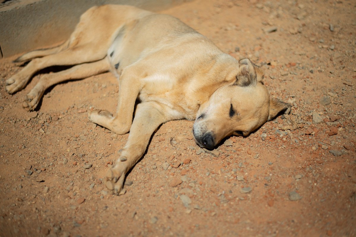 caogonhal's tweet photo. Nala é uma doguinha idosa que só quer saber de uma coisa: sossego e cochilinhos. Apesar de ser uma cachorra de porte grande, é muito tranquila e queremos muito que ela possa curtir sua velhice recebendo amor e carinho.
Está em Congonhal/MG
Contato: caogonhal@gmail.com https://t.co/dbSx5I9coi