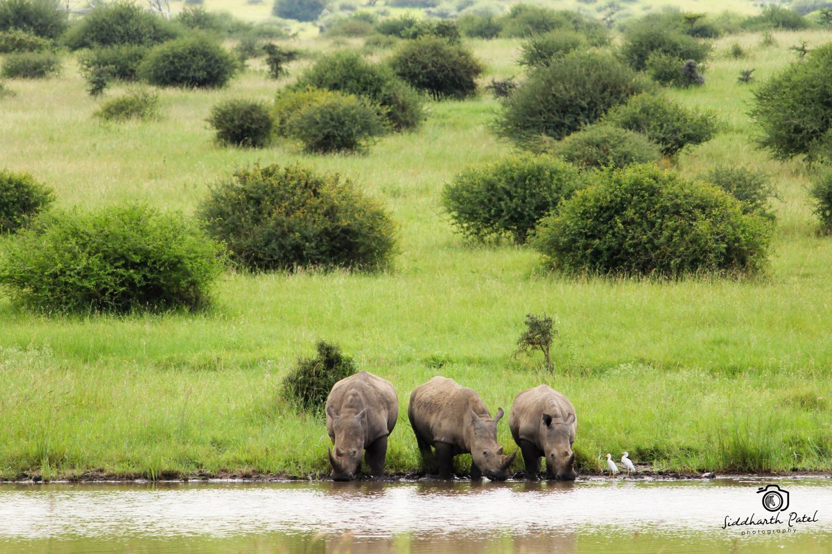 TOMORROW is  #WorldRhinoDay! Be part of the celebrations by visiting a nearby park or conservancy, or watching a film about rhinos &amp; share your favourite pictures, painting, poem or song. Remember to tag us and we will share your post! 📸<a href="/SiddharthP1/">Siddharth Patel</a>