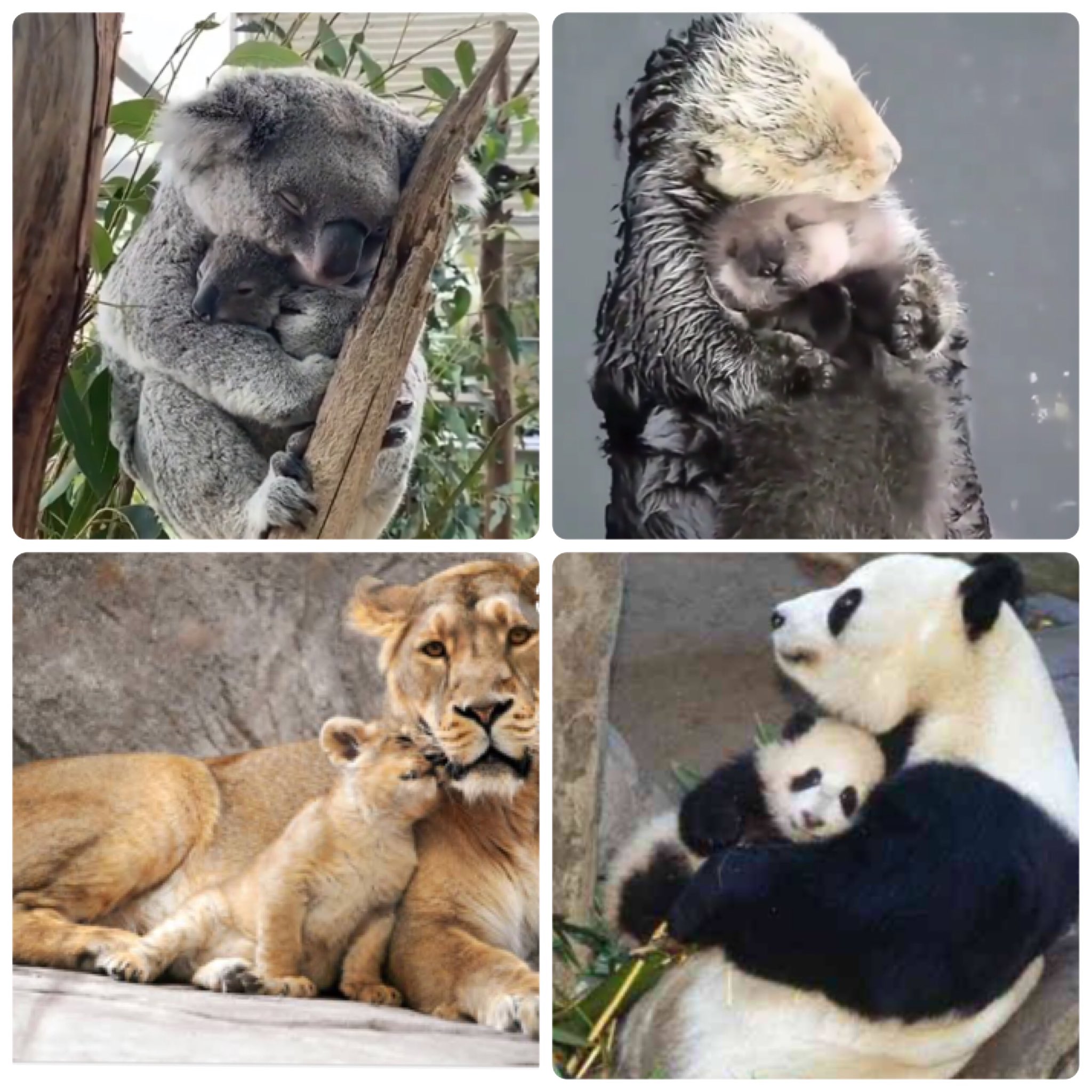 動物親子 Twitter Search Twitter