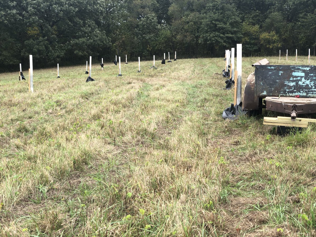 Dave Savage (@dfsavage) on Twitter photo Planted 70 trees to celebrate dads ~70th at the home place in Iowa. Does this count for #chalkitdown?<a href="/SavageCatsOnly/">Savage Lab</a> Planted 70 trees to celebrate dads ~70th at the home place in Iowa. Does this count for #chalkitdown?<a href="/SavageCatsOnly/">Savage Lab</a>