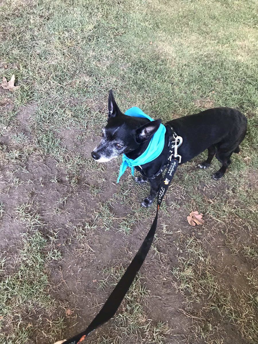 BiteMeMF's tweet photo. Another successful #WiggleWaggleWalk in the books. Great job Coco Chanel! @PasadenaHumane https://t.co/E3YsBzy4DT