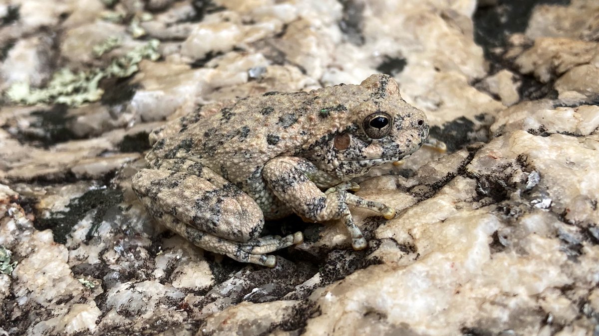 mtbogan's tweet photo. “What treefrogs? I don’t see any treefrogs….” — canyon treefrogs (Hyla arenicolor) are the absolute masters of camouflage! Lemmon Creek, AZ #treefrogtuesday https://t.co/iPViSnXP6a