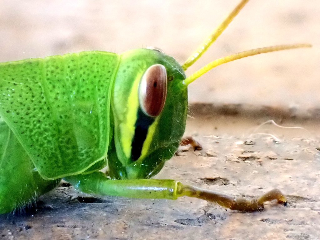 Npo法人 国立市動物調査会 先週末は自然クラブで 多摩川河川敷で皆でバッタを採りました バッタは顔が良くて良いですね バッタの他にもセスジスズメの幼虫やハラビロカマキリなど色々な昆虫が見れました T Co Zpogw9uigz Twitter Npo法人 国立市動物調査会 先週末は自然クラブで 多摩川河川敷で皆でバッタを採りました バッタは顔が良くて良いですね バッタの他にもセスジスズメの幼虫やハラビロカマキリなど色々な昆虫が見れました T Co Zpogw9uigz Twitter