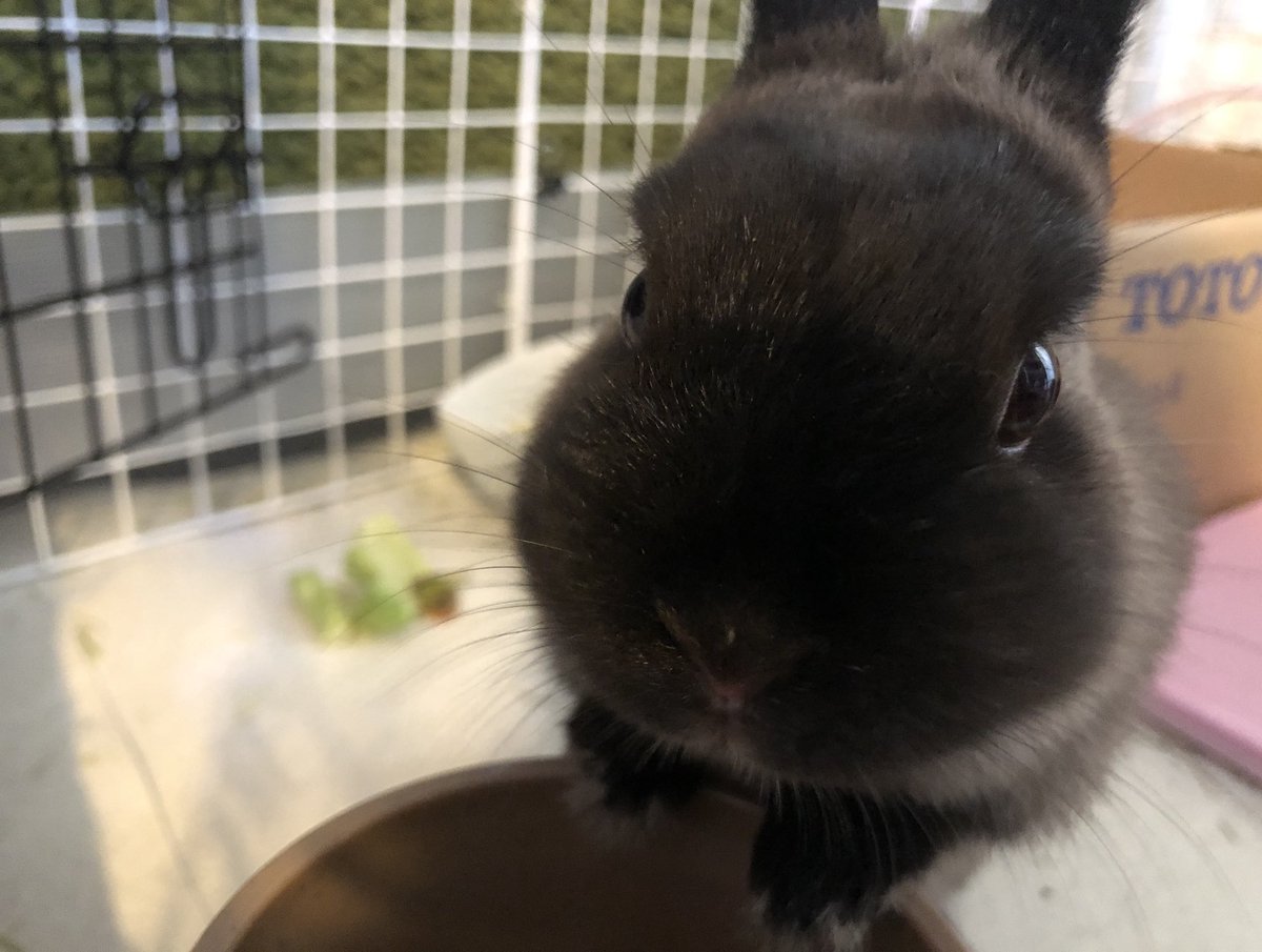 okoge615's tweet photo. おこげ🐰🌕 https://t.co/STJXvFlO0k