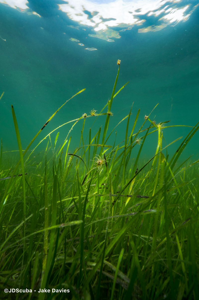 Awesome week up in #Scotland filming with @seawilding & @ProjectSeagrass about the great community led initiative who are restoring #seagrass and reintroducing native #oyster beds in #lochcraignish

@nature_scot @RJLilley @lewismjefferies