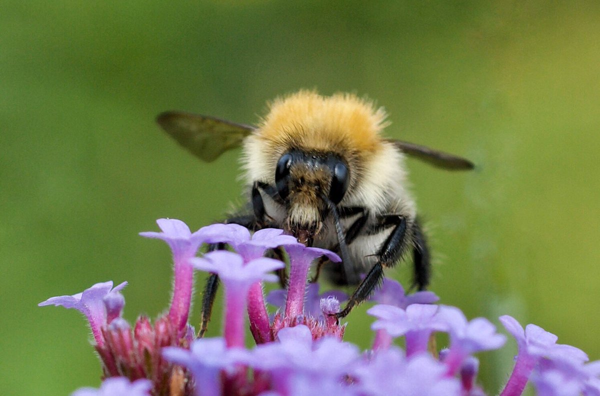 SarahWoods66's tweet photo. I should be gardening really #britishbee https://t.co/izHKPrrwOW