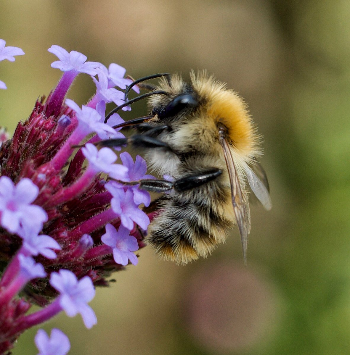 SarahWoods66's tweet photo. I should be gardening really #britishbee https://t.co/izHKPrrwOW