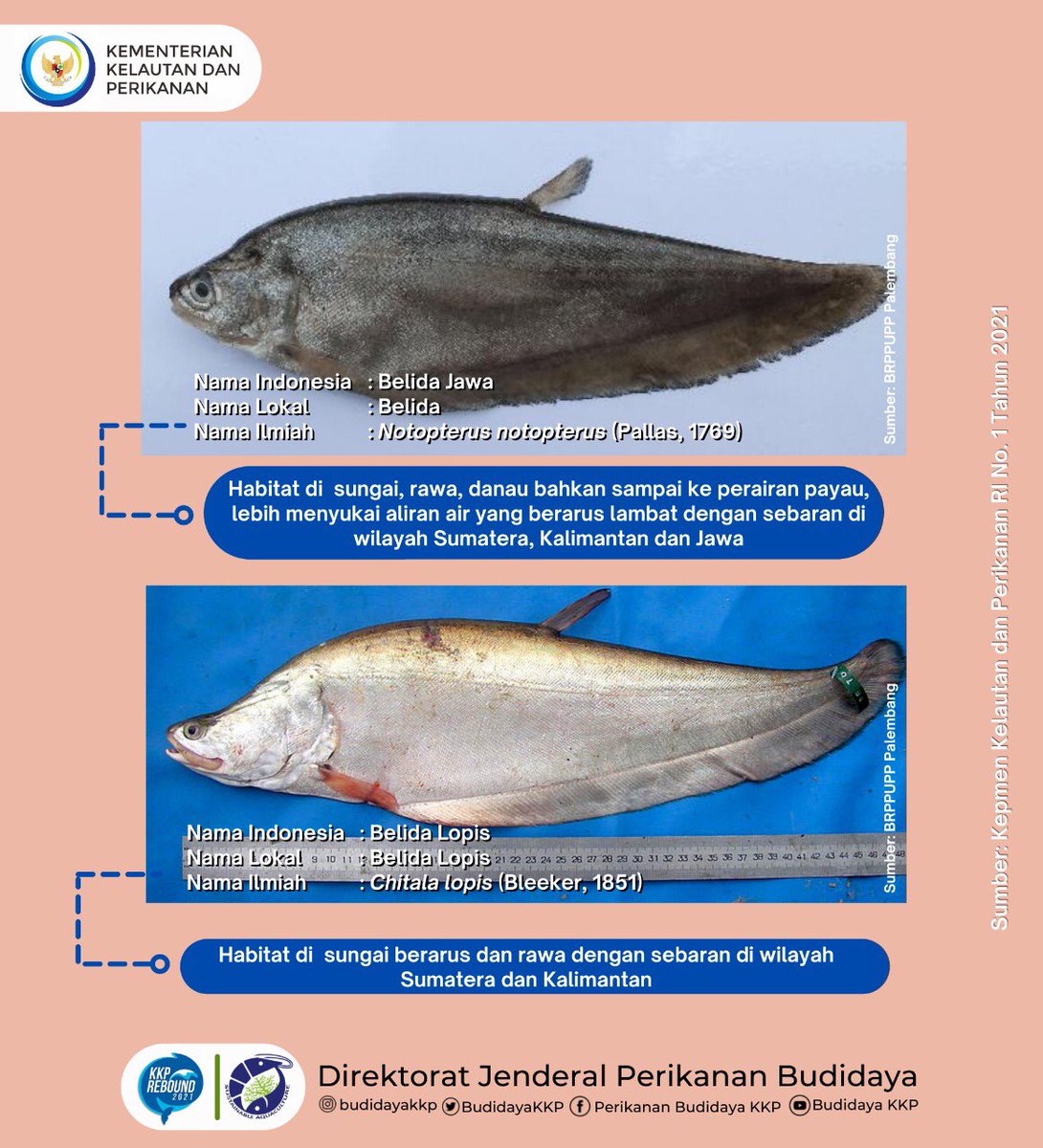 BudidayaKKP's tweet photo. Malam, #SahabatBahari @kkpgoid yuk simak 4 jenis ikan belida yang dilindungi berdasarkan Keputusan Menteri Kelautan dan Perikanan Republik Indonesia Nomor 1 Tahun 2021 tentang Jenis Ikan yang Dilindungi
#akuakulturuntukmasadepan
#MenteriKelautanPerikanan
#MenteriTrenggono
#belida https://t.co/Dx2zGxj2OQ
