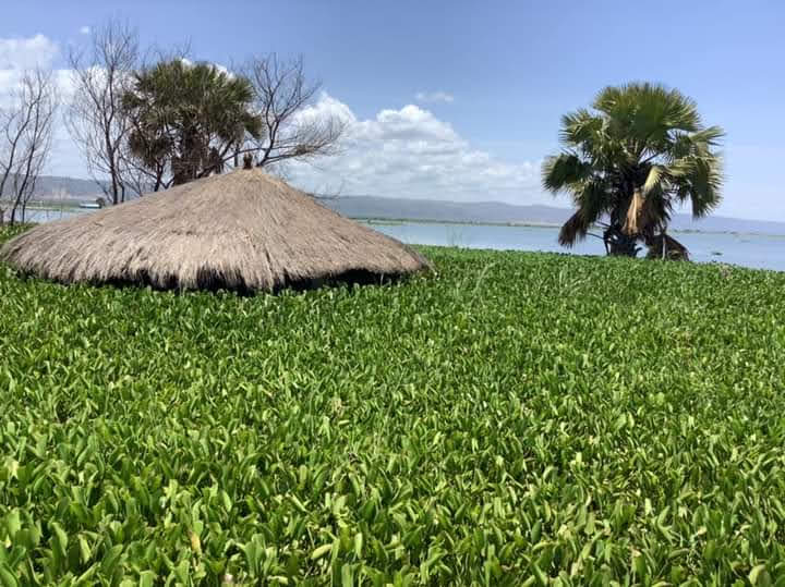 UNESCOHEDGES's tweet photo. Climate Change and deforestation is causing topsoil erosion and an increase in silt in the lakes submerging villages, displacing residents. https://t.co/imABii1jyo