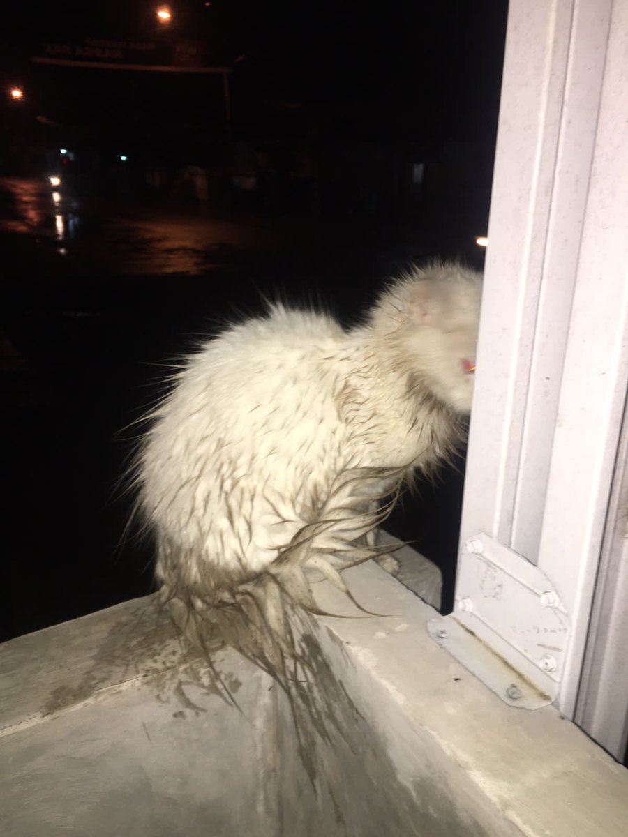 cursedkidd's tweet image. SAPAA YG SURUH KM UJAN2AN???!!!!