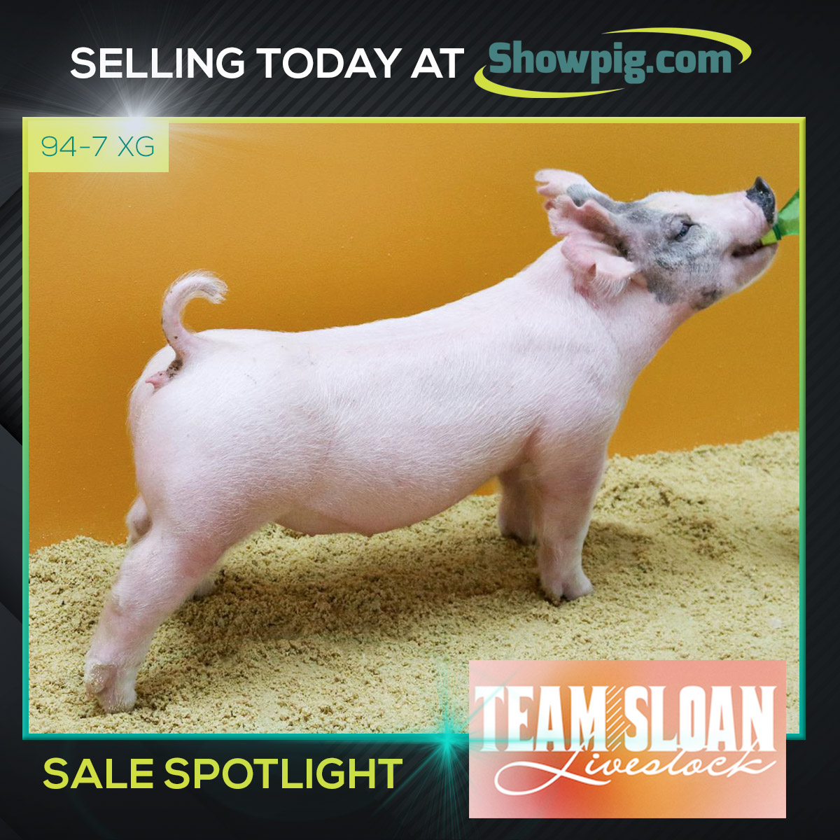 Showpig.com tweet media