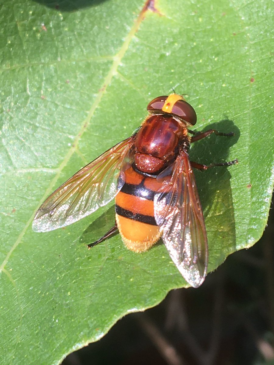 airborneyellow's tweet photo. The large hornet-mimic Volucella Zonaria on a fig leaf in the garden this afternoon
#hoverflies
#volucella
#wildlifegardening
@NorfolkNats
@Buzz_dont_tweet https://t.co/129BraH8TR