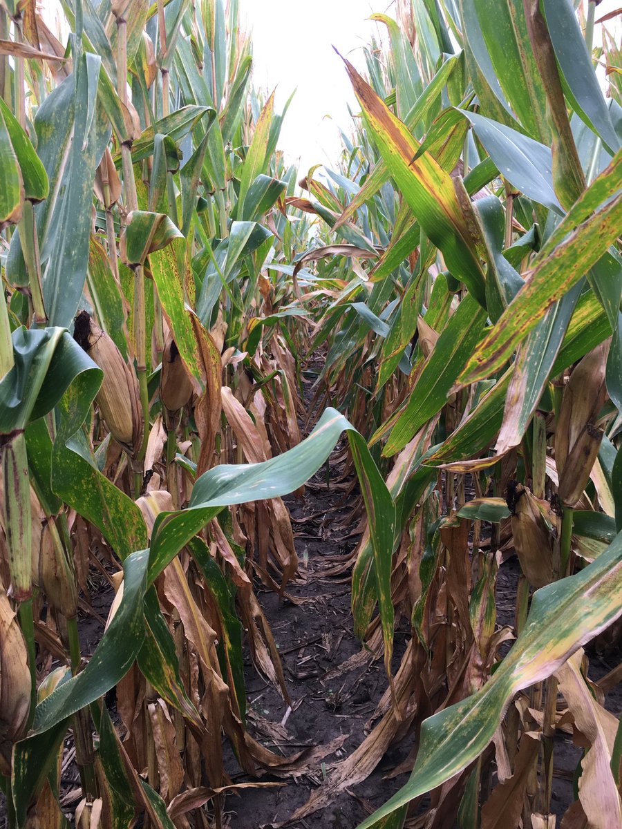 hackman_sam's tweet image. My fungicide side by side after 40-50 mph wind last night. One app of Trivapro at pollination. The difference is astounding.. ⁦@Syngenta⁩