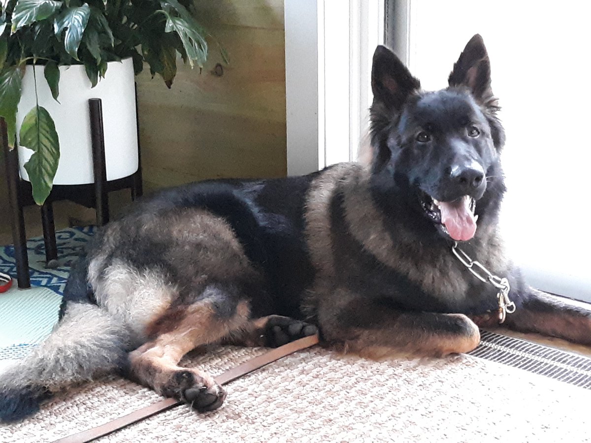 mleaflorence's tweet photo. Jack The Magnificent #germanshepherd 93lbs at 17months. New coat is coming in! His strongest drives are protection and prey. #intactmale #czechgsd #workinglinegsd #plushcoat #darksable #rawfed #homegym has his own IG and YT https://t.co/p9KLZ6ER2h