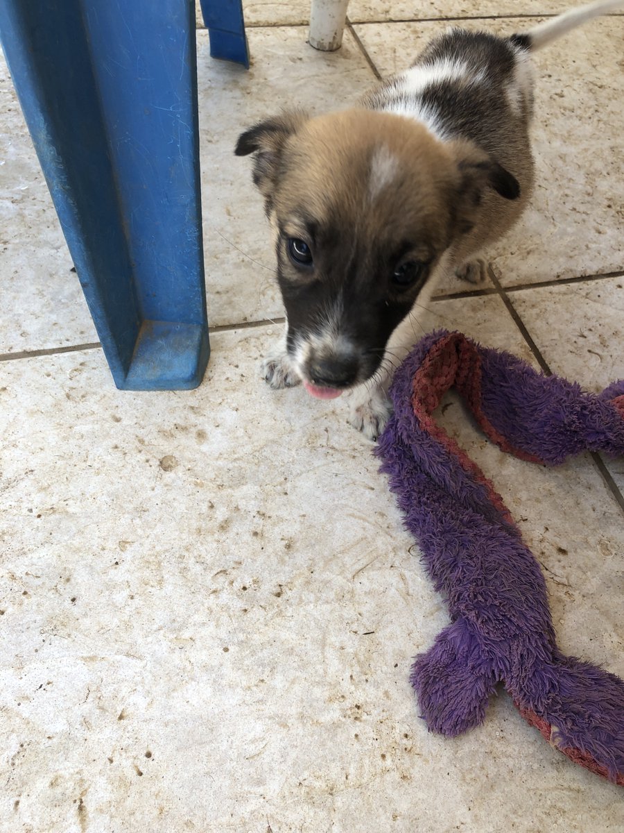 Casibari77's tweet photo. It's heartbreaker Andy, pulled from the Aruba kill cage last week weighing in at 3 lbs/2 mo old. He has some healing to do. Love him!❤️@RaokRaven @ElijahBFree66 @KarenSConniff @acevonjohnson @beth_monje @the4nobletruths @PaulShortino @MoishesMom @Dawnp14Dawn https://t.co/pPnMdvwFS8