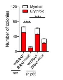 Activating mutant BRAF in haematopoietic progenitors causes oncogene-induced senescence leading to myeloid restricted haematopoiesis, inflammation and histiocytosis in a murine model

go.nature.com/3zvVmP3

#CancerResearch 
<a href="/DiMiccoLab/">Raffaella Di Micco</a>