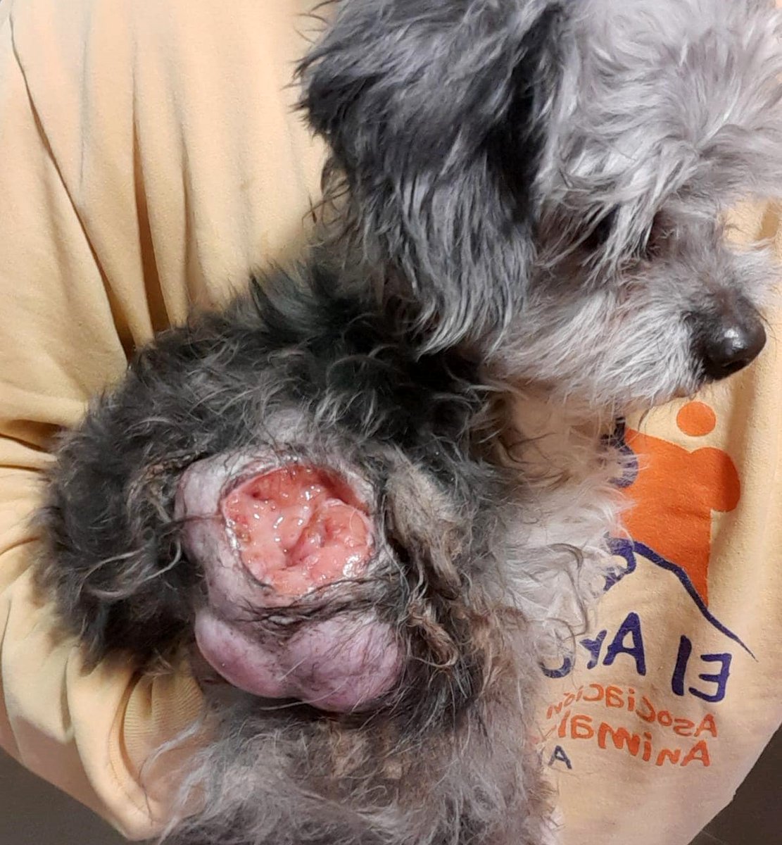 SosAbuelos1's tweet photo. Dueleeee, duele tanto 😓

#SARA (14 AÑITOS) #ALBACETE
Ha sido intervenida debido al enorme tumor de mama y hombro que presentaba. 
Pedimos una #acogida para Sara, alguien que la ayude a recuperarse tanto de sus heridas físicas como psicológicas 

casasdeacogida@ibichos.com. https://t.co/FkOpunnKOs