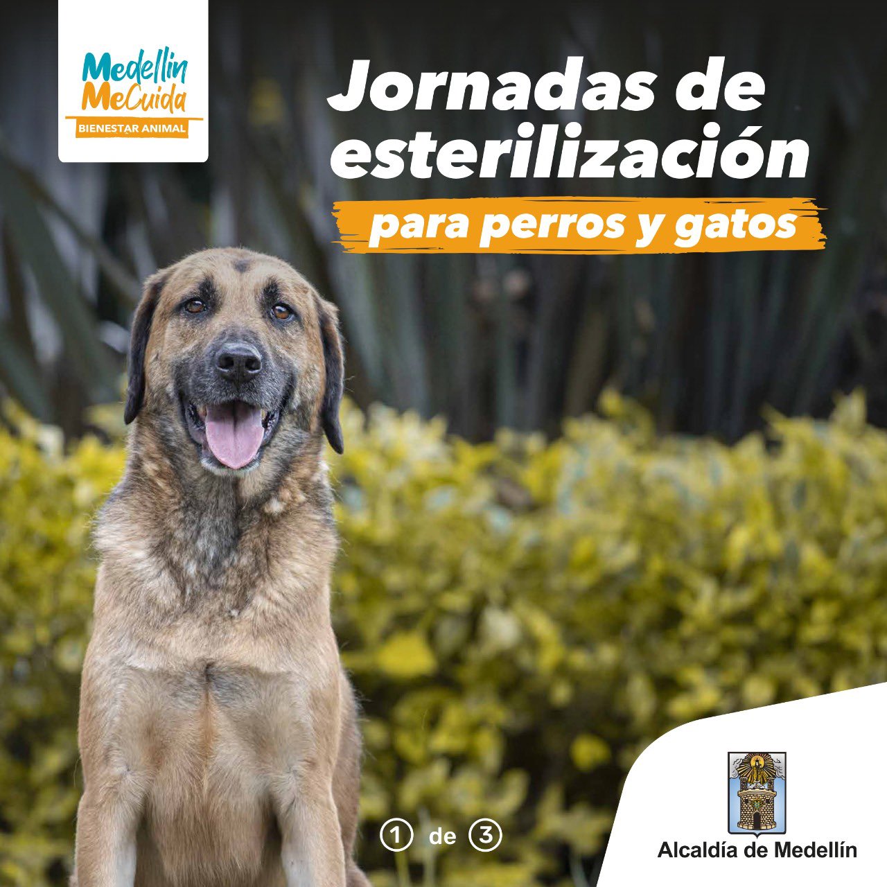 Alcaldía de Medellín ar Twitter: "Conoce nuestras jornadas de esterilización  gratuita para perros y gatos. Recuerda que estas son con previa inscripción  en &gt;&gt; https://t.co/n4eVW4s1xa 🥰. Queremos bienestar y protección  para los