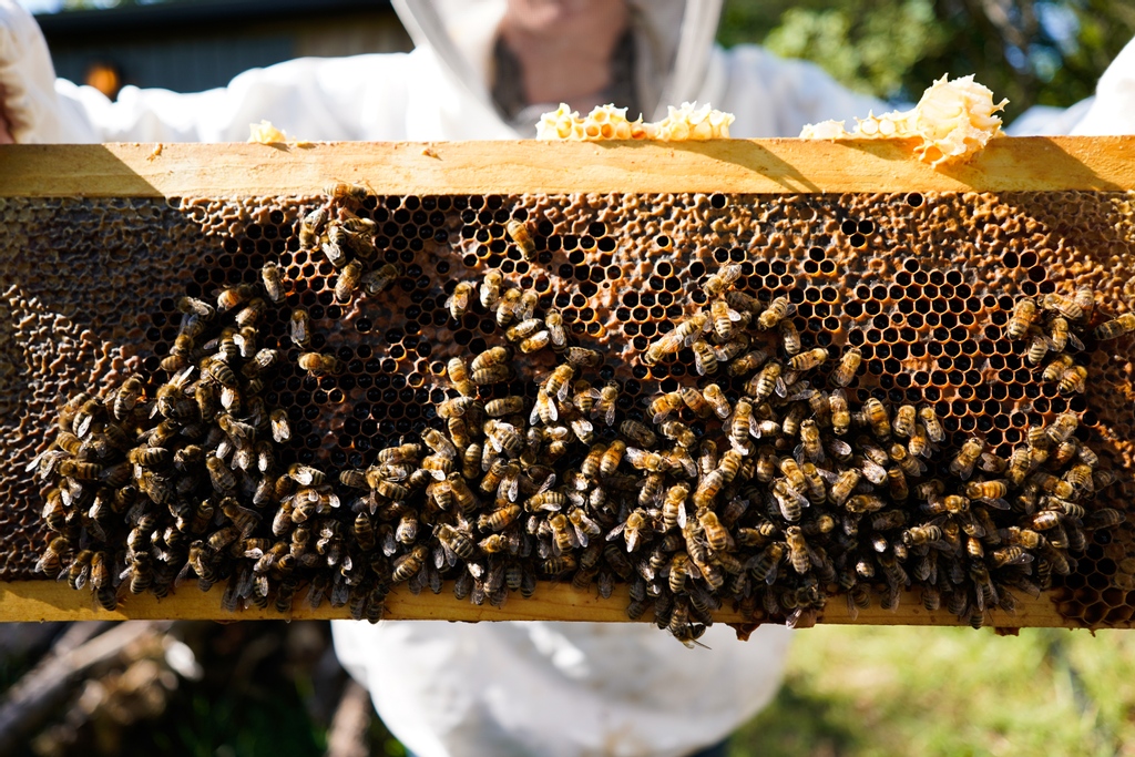 Kent of Inglewood tweet media