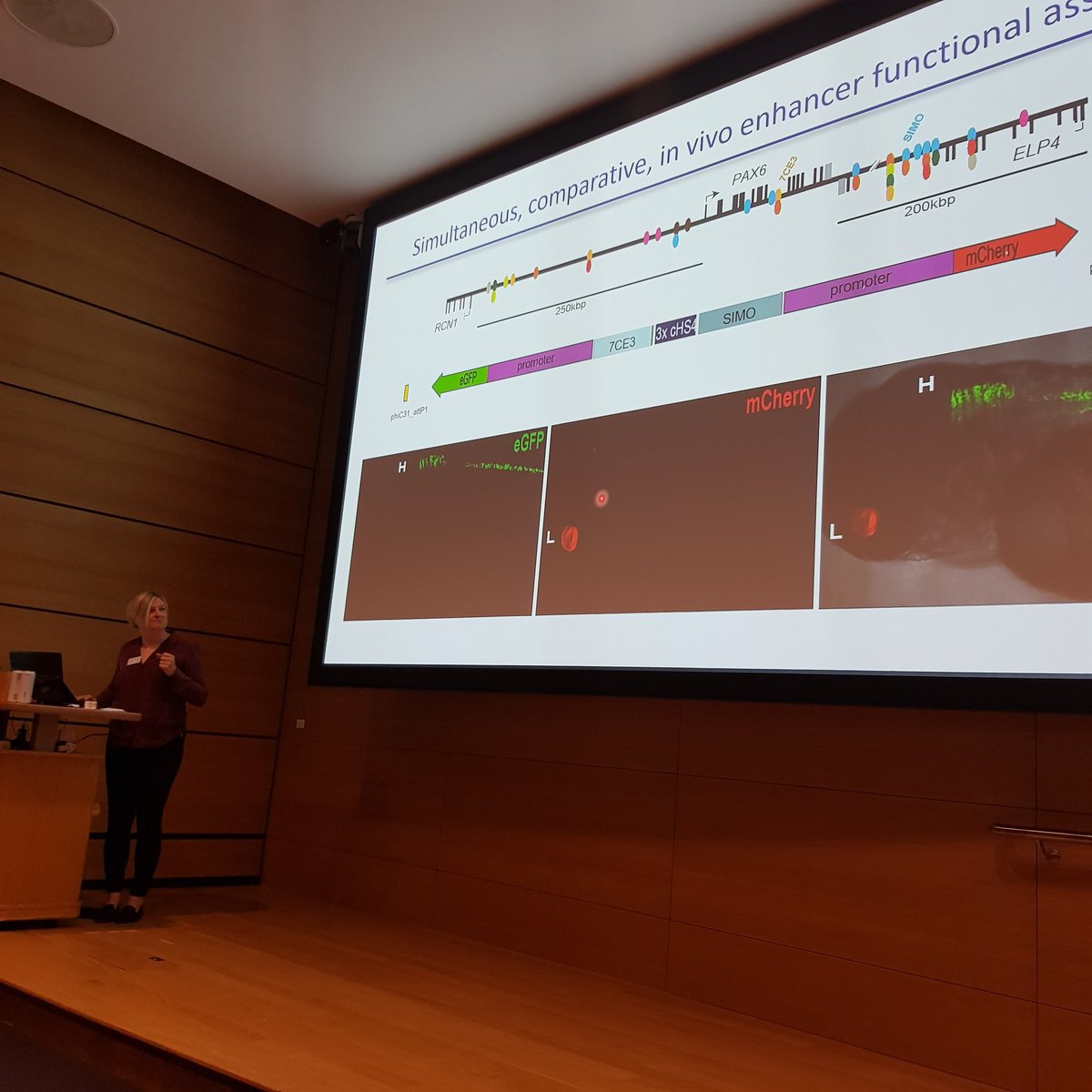 UKEyeGenetics's tweet image. Highly engaging talk from @wendy_bickmore teaching us to look beyond the protein coding regions of #DNA to understand #InheritedEyeDisease and #genetics