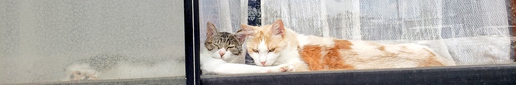 「猫四匹になって親と縁切るので保証人も法定相続人もないし、とりあえず今五十万あって、家買えますか？できれば一戸建てで。」
っていきなり不動産屋に飛び込んで半年ほどいろいろ回って中古の一戸建てを独身で買いました。猫のために。我が家唯一のメス猫の三毛は秘密結社老猫倶楽部天国支部に。