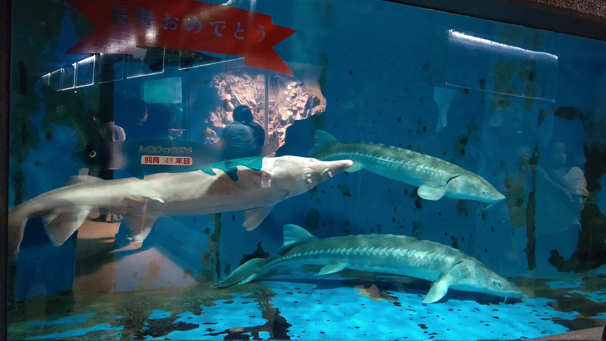 ゴマ丸 サメのようでサメじゃない魚たち チョウザメさんは長寿でキュね ノコギリエイ チョウザメ どちらもサメっぽいけど別の仲間 ゴマちゃん チョウザメ飼育49年目 T Co Mezuvmw7pt Twitter