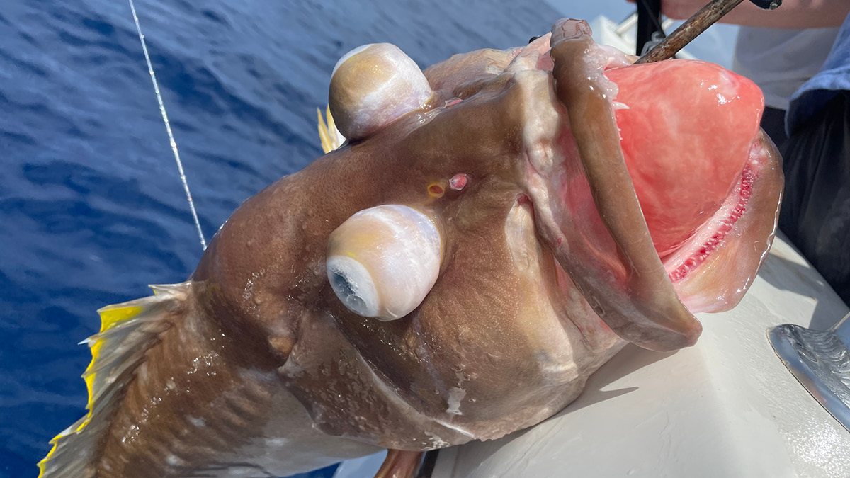 Return 'Em Right on X: Signs of #Barotrauma aren't pretty! They include bulging  eyes, stomach protruding from mouth, distended intestines, bloated  midsection, bubbling scales, and sluggish swimming. Head on over to