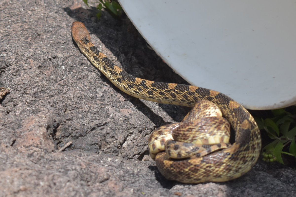 Dirección de Medio Ambiente y Ecología Ecatepec tweet media