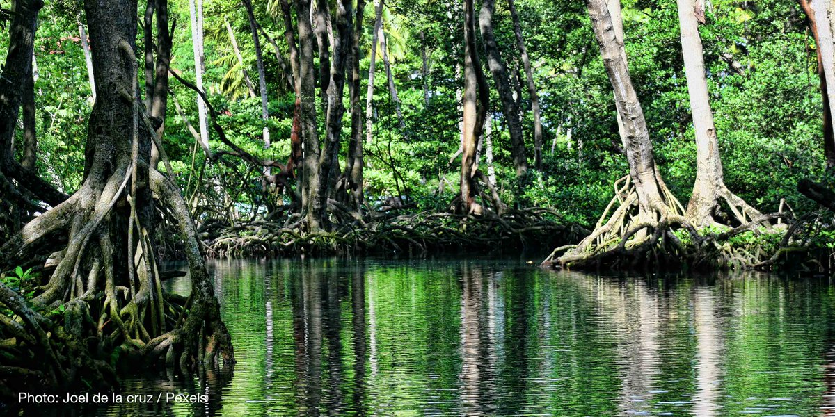 When the storm hits, mangroves are there to help reduce the risk of disaster for coastal communities: ow.ly/o7rZ50B4kWU @IUCN_forests