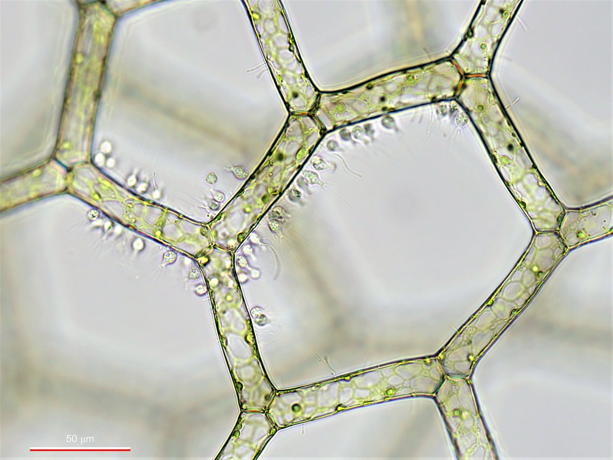 inaturalist's tweet photo. In #Spain, iNat user vicentefranch documented tiny Hydrodictyon water net #algae with even tinier Salpingoeca #protozoans on it - it's our #TwoferTuesday Observation of the Day!

More details at: https://t.co/SqqScs7KeB #microscopy #biodiversity #nature #protozoa #Chlorophyta https://t.co/LpqGOOXbtr
