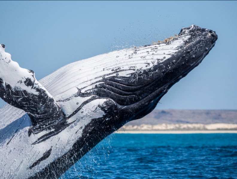 ae_expeditions's tweet photo. At #AuroraExpeditions, we rely on our close friends to provide the entertainment! #ExploreEndlessly #HumpbackWhale #CLIACruiseWeek 📸Rosie Leaney https://t.co/nGzRGHe9Vz