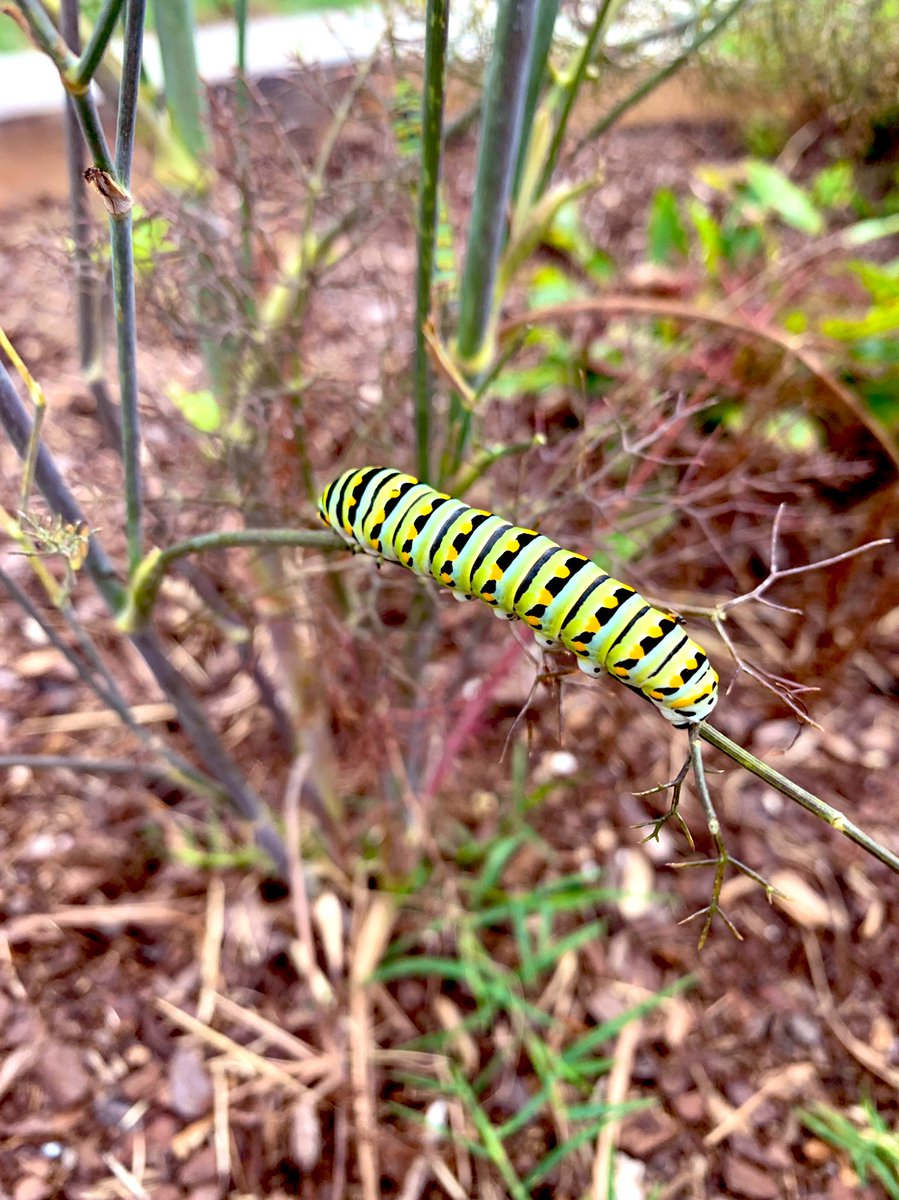 ImaginationStat's tweet image. We found a few of these nibbling on the dill in the pollinator garden this morning. What butterfly or moth will this guy become? #imaginationstationnc #pollinatorgarden #chrysalisorcocoon