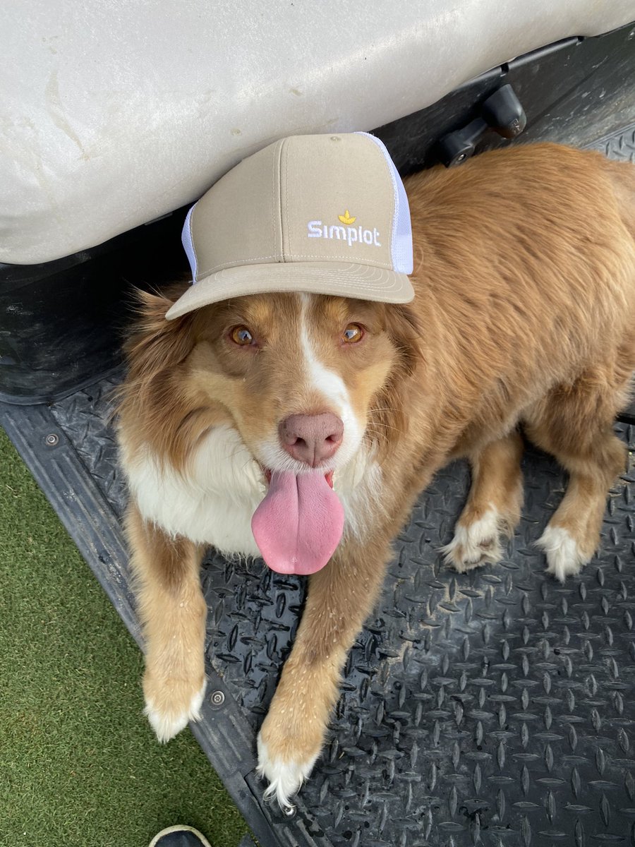 davis ⛳️ tweet media