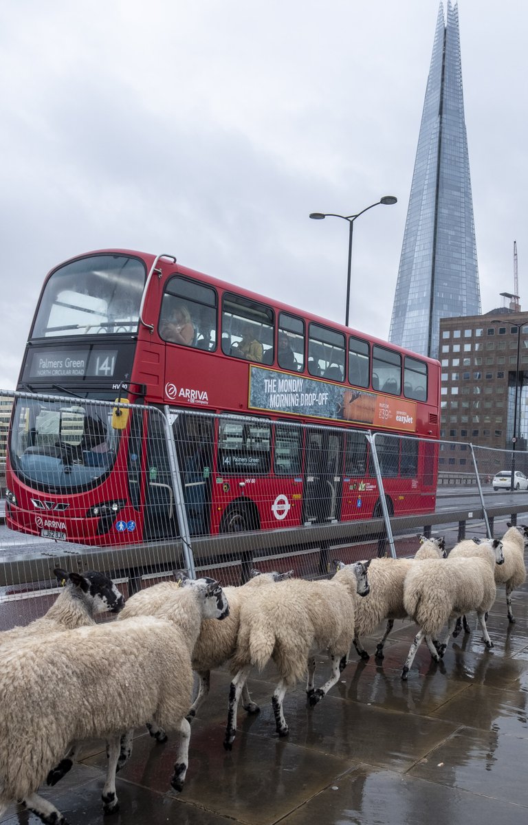 We are popping down to the London Annual Sheep Drive this Sunday! Check back soon for the short film we are making.

Info: bit.ly/2XDB1KX

@sheepdriveldn @AmandaOwen8 @CampaignForWool
#SheepDrive #ChooseWool #TotallyThames #DiscoverThames #LetsDoLondon