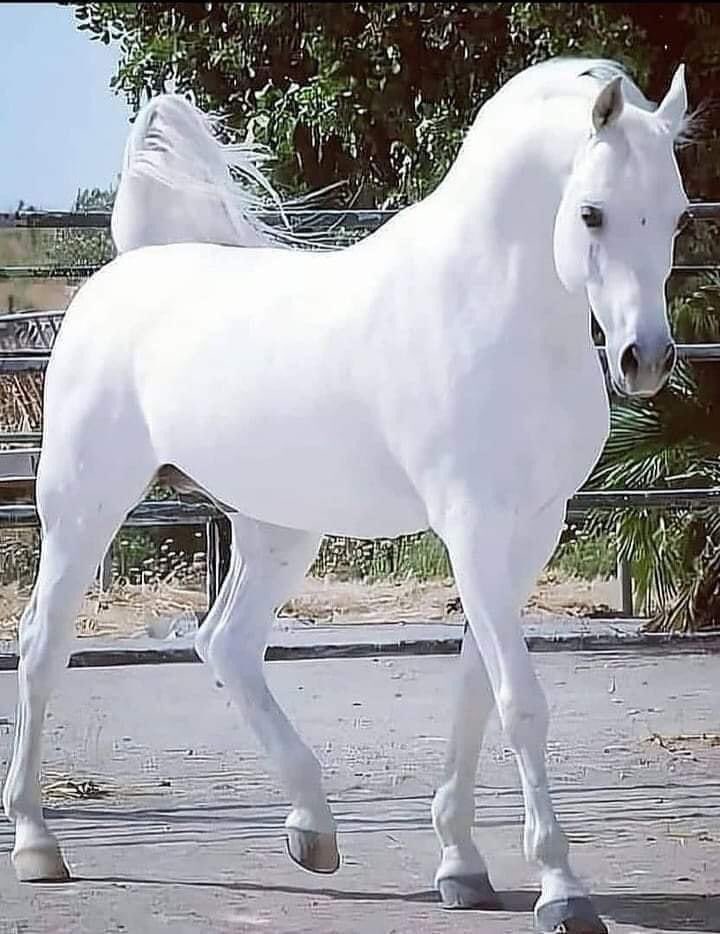 الناس  يمرون عليهم أشخاص يأخذون قلوبهم ، إلا أنا  يأخذون حسناتي . . !
