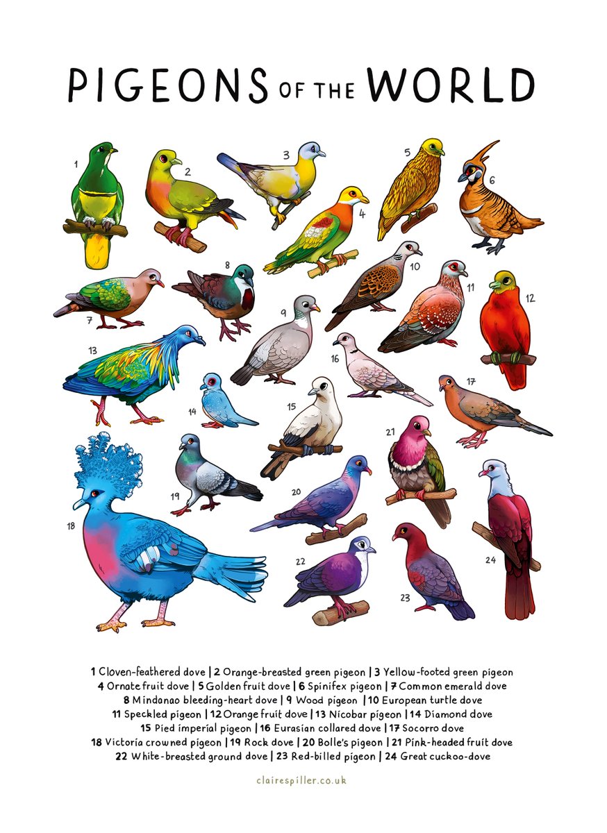 claireaspiller's tweet photo. It's #FlockOfArtists today! Let's share our bird art🦜

I'm Claire, I make educational prints, pins, stickers, zines and comics about wildlife. Mostly birds, tbh. https://t.co/9H5BeI37SG