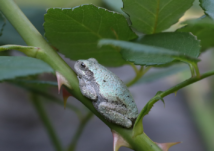 brigitree's tweet photo. #TreeFrog #HylaCrysoscelis #Gardening - found this beautiful tree frog in our garden https://t.co/8PrpHaxBDZ