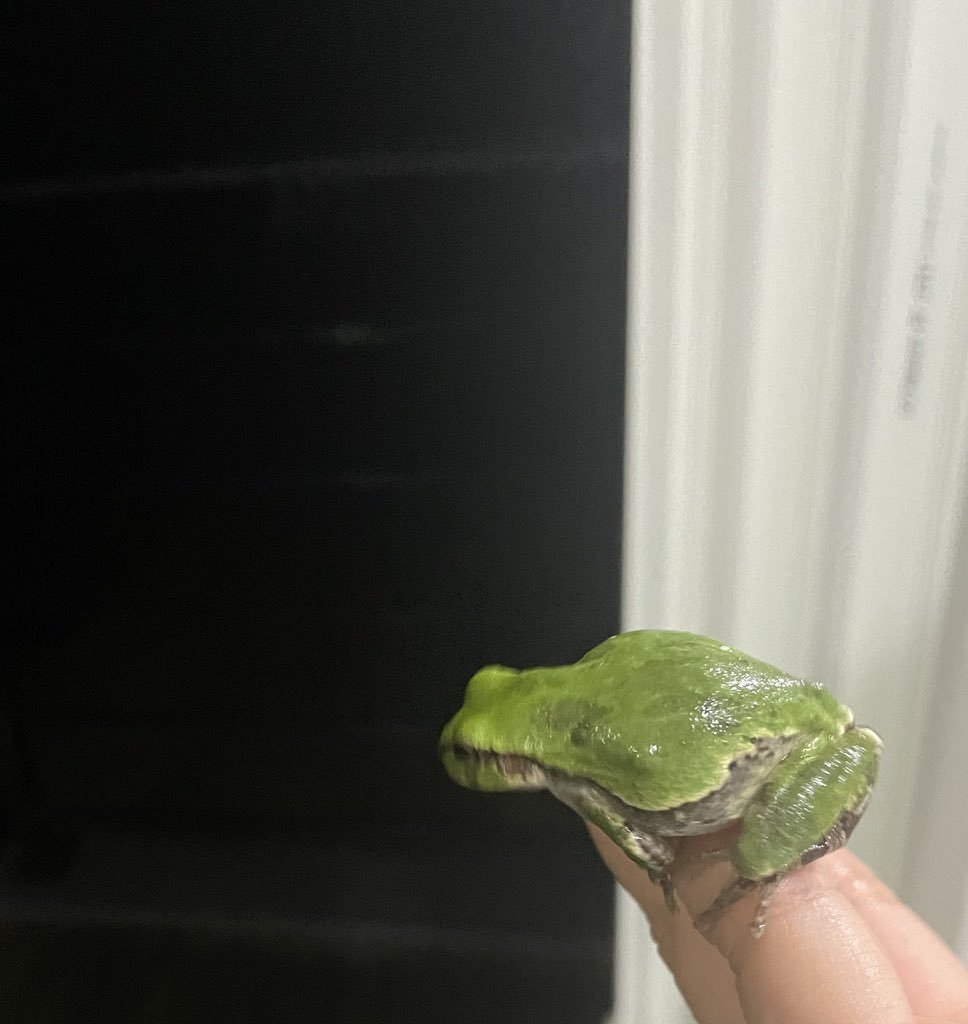 TW : กบน้องหนิง