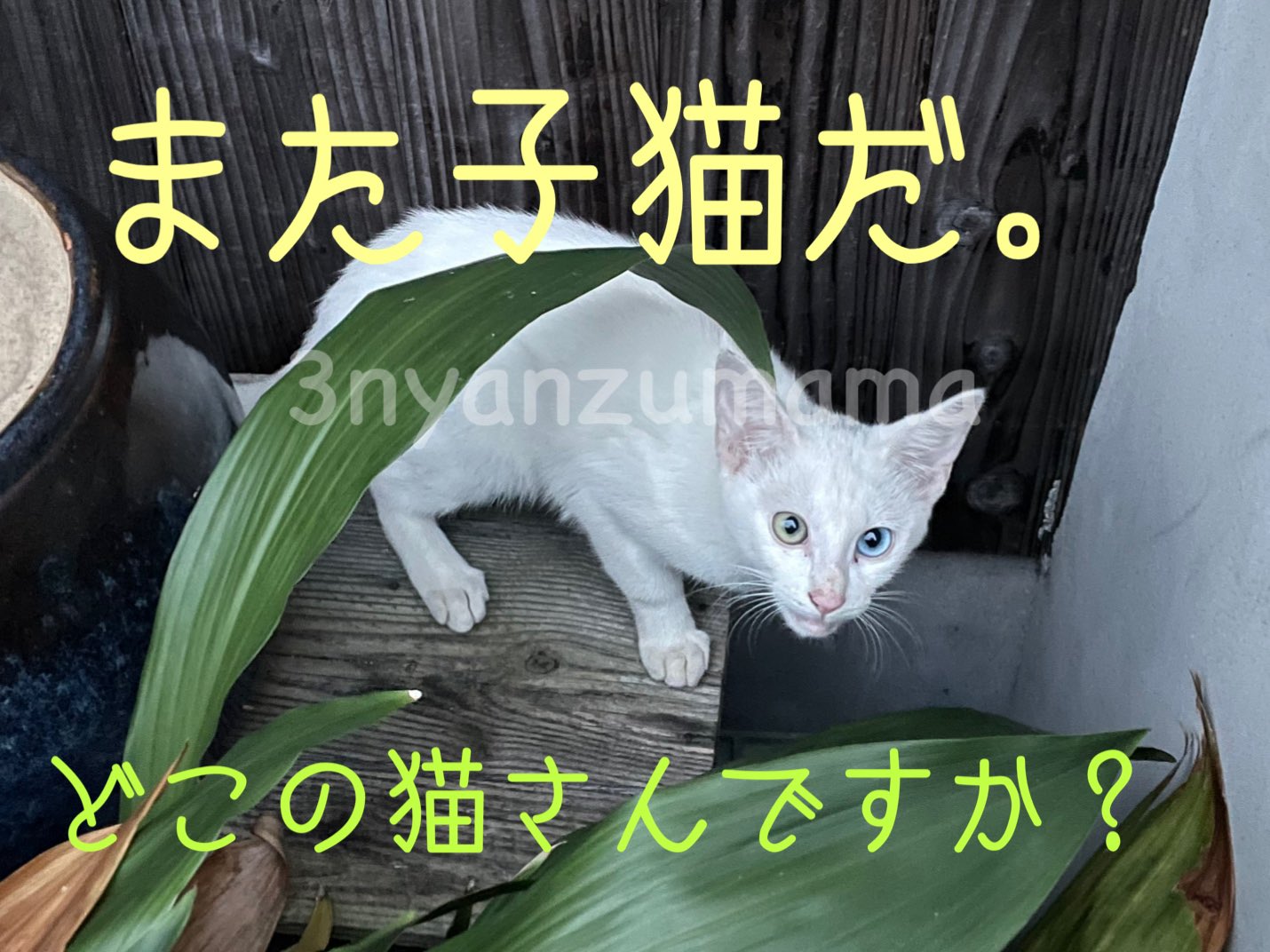 堀江町区 ほりえ地域猫の会 ３にゃんずまま Tiikineko Horie Twitter