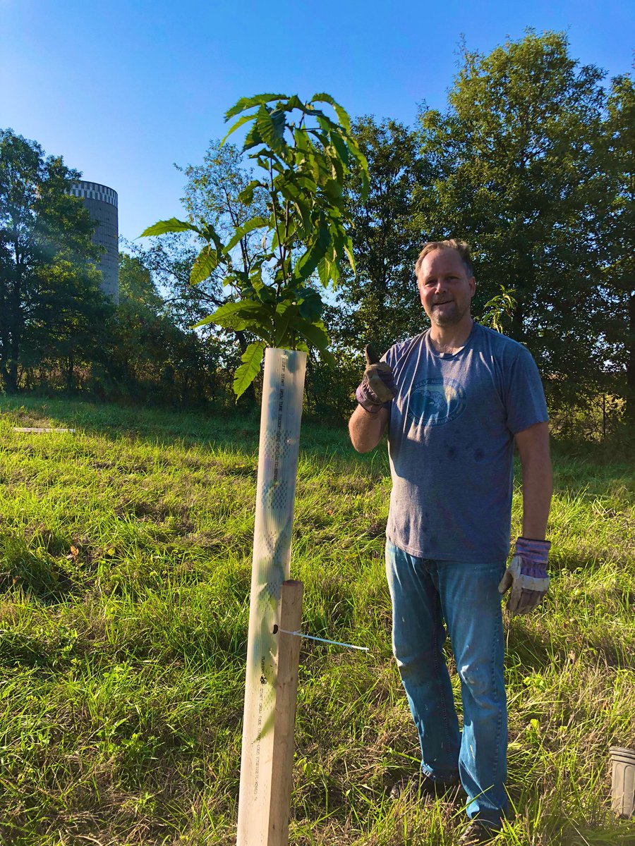 Dave Savage (@dfsavage) on Twitter photo Two of the trees we planted are american chestnut, which will eventually contract blight and succumb. <a href="/ChestnutPowell/">William Powell</a> would love to hear updates on timeline for availability of your resistant trees! Two of the trees we planted are american chestnut, which will eventually contract blight and succumb. <a href="/ChestnutPowell/">William Powell</a> would love to hear updates on timeline for availability of your resistant trees!