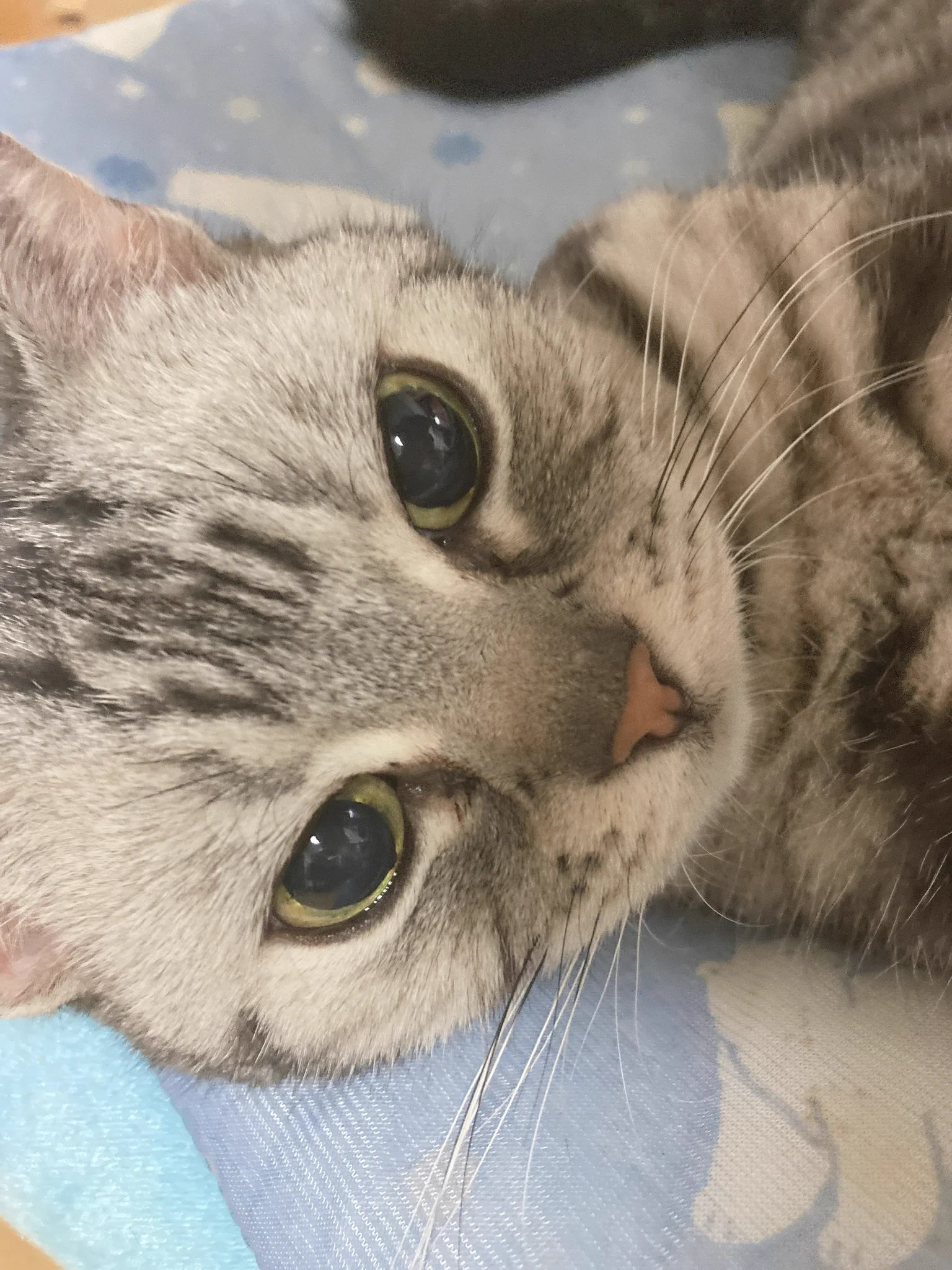 @nukopin 「長崎はんバズってるニャン！」 