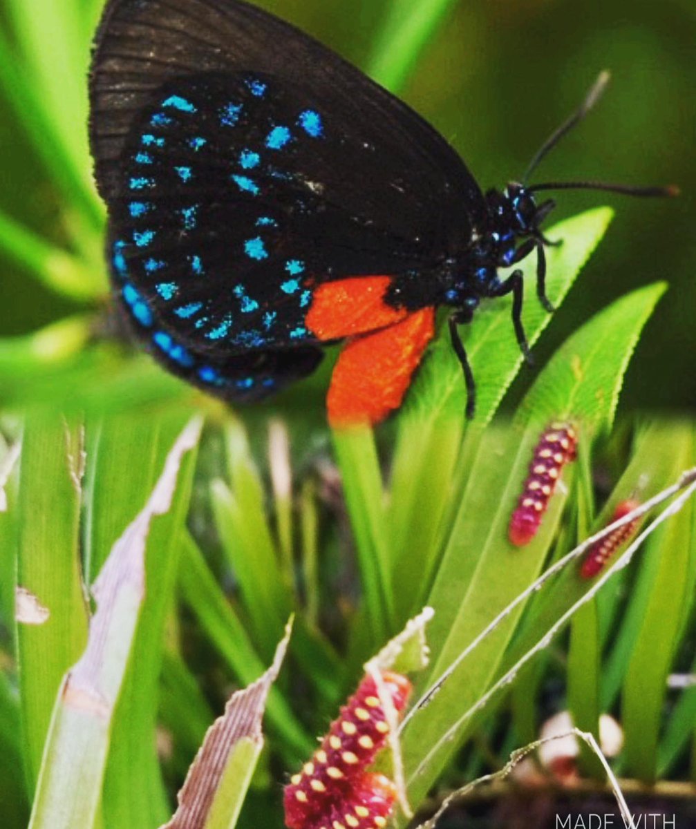 Tarisa4Change's tweet photo. We are raising some endangered Atala butterflies #johnnybutterflyseed #endangeredspecies #atalabutterfly #naturephotography #naturelovers https://t.co/rR4HTl9mTp