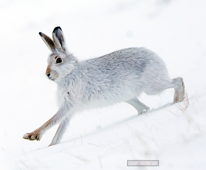 Изменение окраски зайца беляка. Заяц-Беляк Lepus timidus. Заяц-Беляк – Lepus timidus Linnaeus, 1758. Заяц Беляк в тундре. Альпийский заяц Беляк.