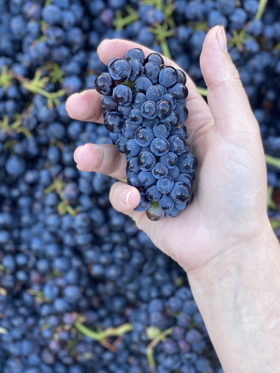 martinraywinery's tweet photo. Good Morning! Just another beautiful day to make wine over here. #harvest2021 #cantstopwontstop #thatfruittho #futurewine https://t.co/I2rkU0E39I
