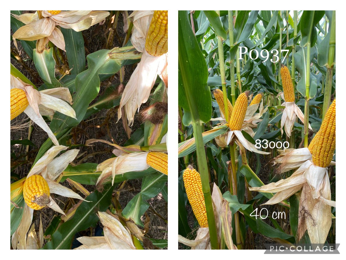 BonaHoun640's tweet image. Récolte des essais #SDSCV 🌽🍀@CortevaFR semés fin mars en Irrigué à 40/80 cm 
#P0937🥇 168 qtx (173 q -&amp;gt; Application 📱 @PioneerSeeds)
➖  salissement 🌱
➕ 4 qtx a la même densité 40/80
✔️ récolte précoce -&amp;gt;💰
🔜 compost + chaulage + semis #couvertvégétal cette semaine 
#ACS
