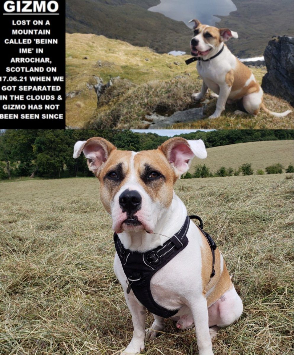 NatalieC90's tweet photo. 🔥🔥GIZMO IS STILL MISSING🔥🔥Gizmo went missing on 17.06.21 on Beinn Ime, Arrochar, Scotland when the clouds separated us &amp; hasn't been seen since. COULD NOW BE ANYWHERE! 5k REWARD!! PLEASE SHARE!! https://t.co/vWTTOYs7wS 
#findgizmo @beautys_legacy @SAMPAuk_ @MissingPetsGB https://t.co/vqPj6K0emR