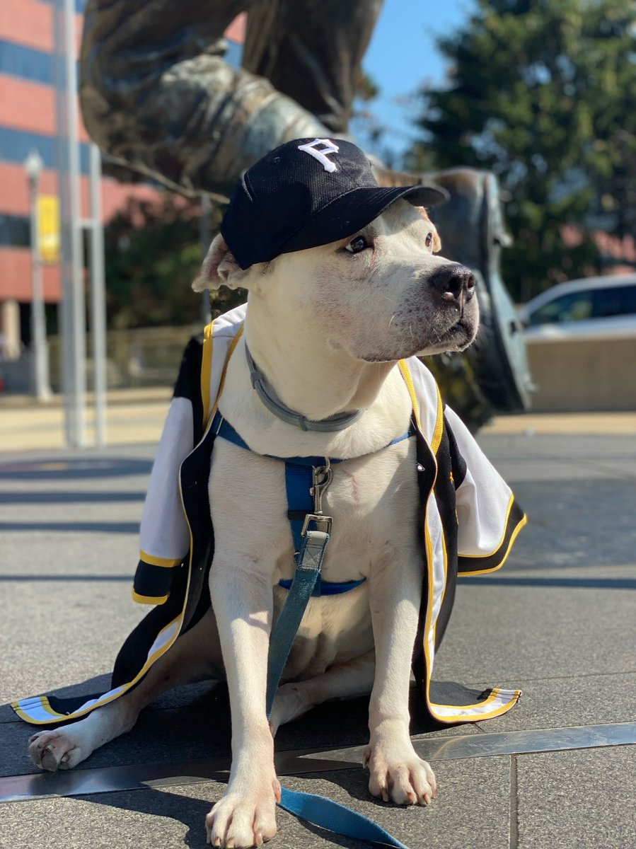 The Proper Pit Bull tweet media